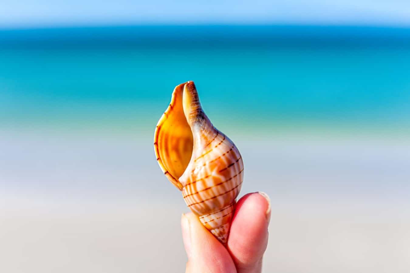 Shell Guide on Anna Maria Island